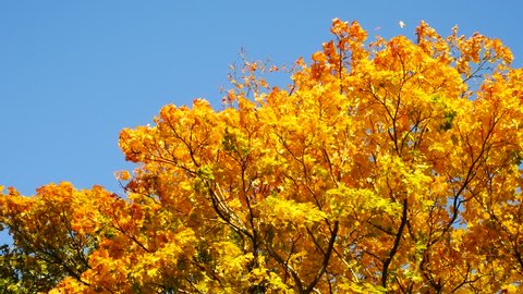 Yellow Maple Autumn Leaves  in Aberdeen, Scotland UK
