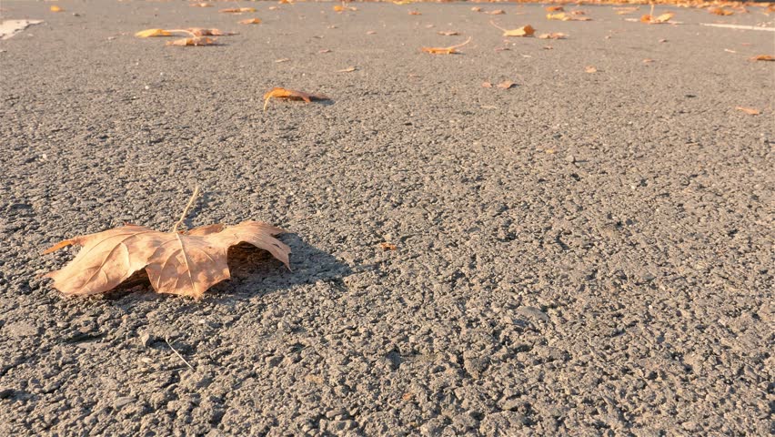 Dry leaf moving in windy autumn weather FHD 25fps