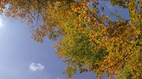 Spinning, rotating upward view of colorful gold red yellow autumn leaves in tree foliage, sunny blue sky, copy space.