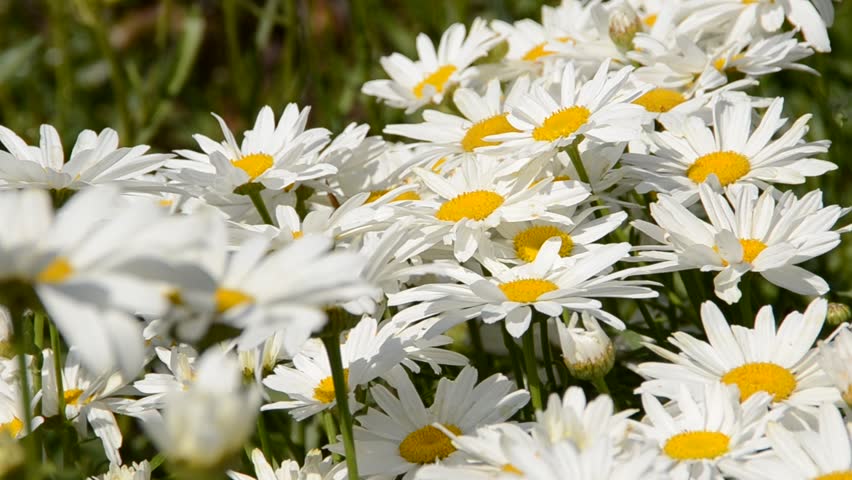 Flowers | Shutterstock HD Video #1267381