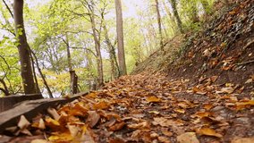 owner of dog walking in autumn woods (forest) near the waterfall Rhine Falls northern Switzerland on a footpath. dog happily running beside him. leave the frame back to camera. Series Video footage. 