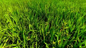 Natural green grass close up. Flying over the rice field Bali