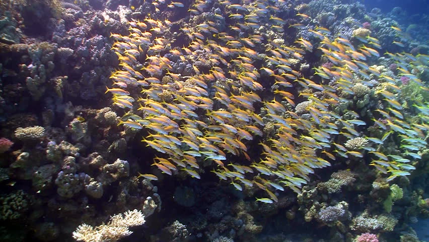  shoal of yellow fish on the coral reef, Red sea