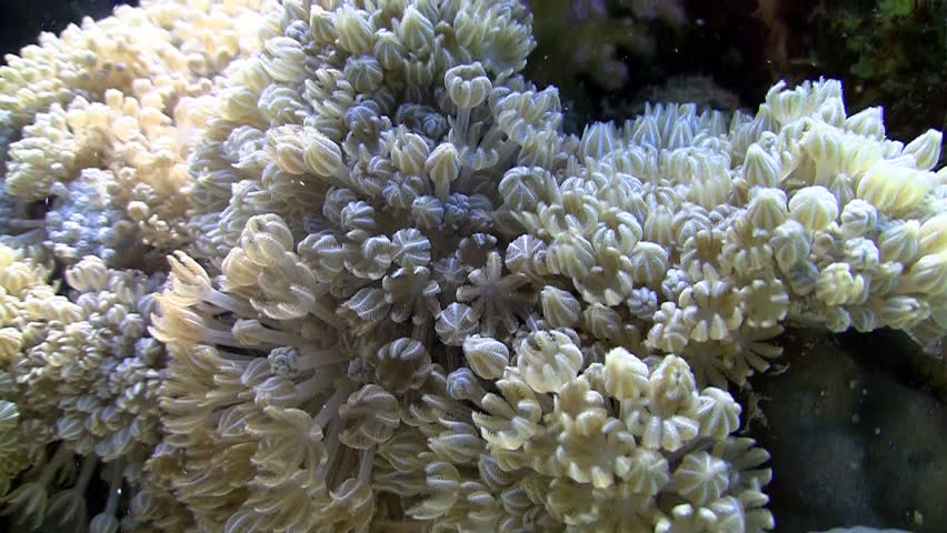 White pulse soft coral pumps the water to find food