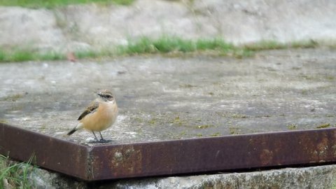 Stejneger's Stonechat bird is resting on the cement structure and flying away