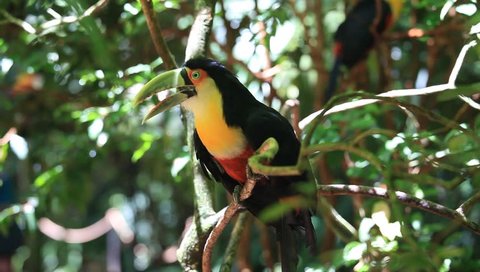 Colorful toucan sitting on a branch in a natural tropical environment in Foz do Iguacu