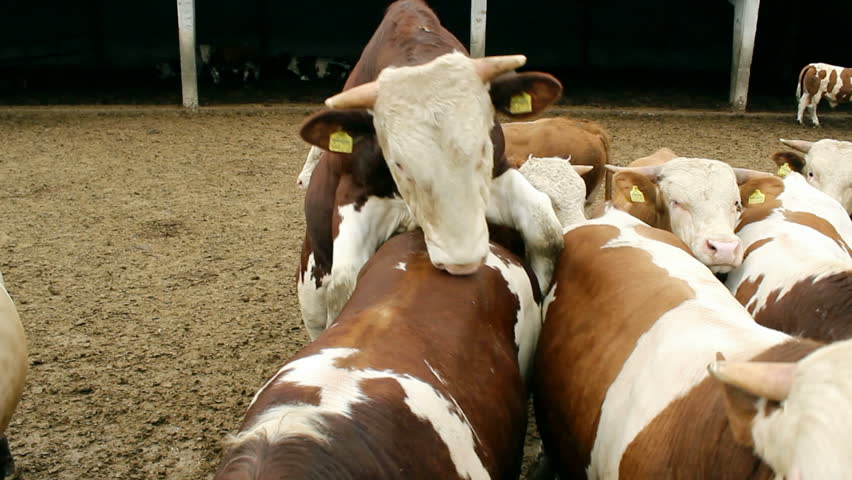 Ranch Farm Cattle Mating Season Stock Footage Video 100 Royalty Free   1 