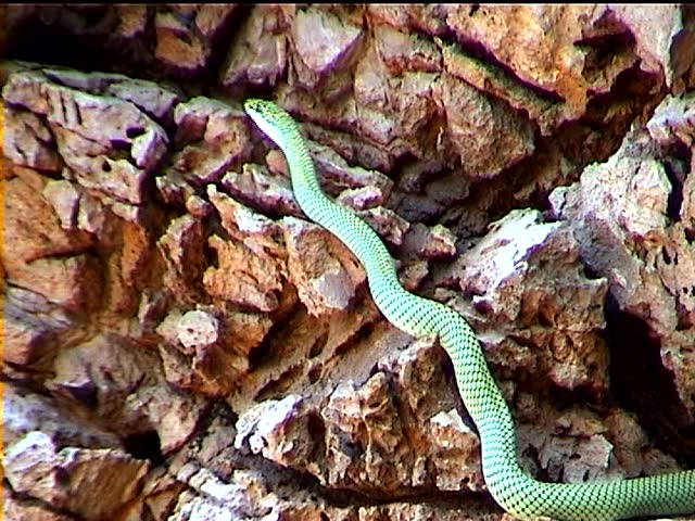 Golden tree snake on rocks beside a Thai bat cave 