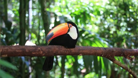 Colorful toucan sitting on a branch in a natural tropical environment in Foz do Iguacu in Brazil