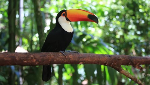 Colorful toucan sitting on a branch in a natural tropical environment in Foz do Iguacu