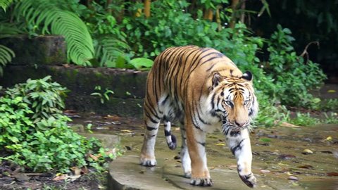 Malayan tiger (Panthera tigris jacksoni) 