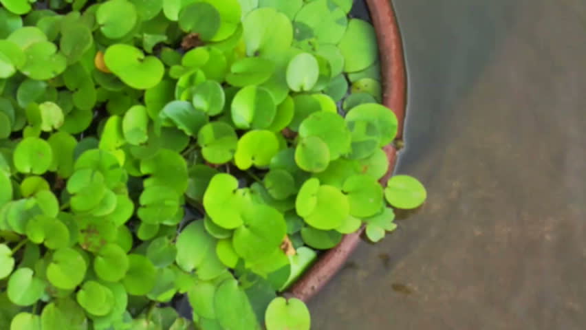 Green tropical aquatic plant in clay pot under water 