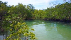 Video of Mangrove trees next to the ocean during low tide and high tide
