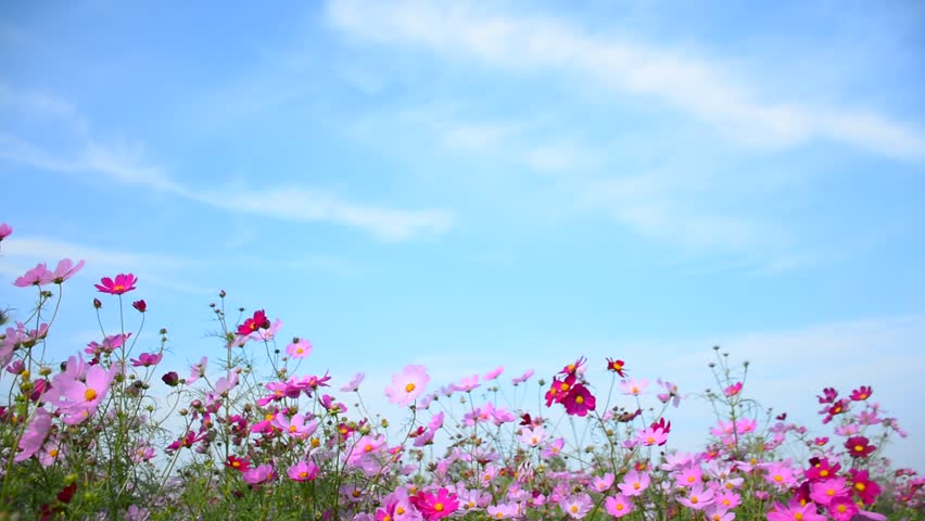 Pink Flower Field Under the Stock Footage Video (100% Royalty-free