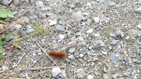 Caterpillar of Ruby Tiger (Phragmatobia fuliginosa) moth crossing a path in autumn time.