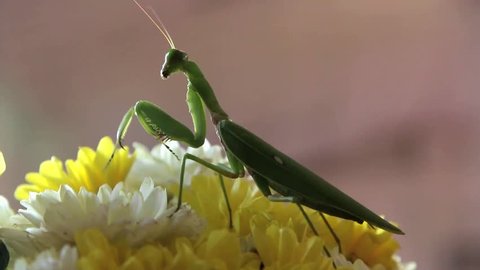 Locusts, grasshoppers have short antennae almost a mirror of a shortened. Gu shorter species of locusts that sounds simple. Hide legs caused by rubbing their wings.
