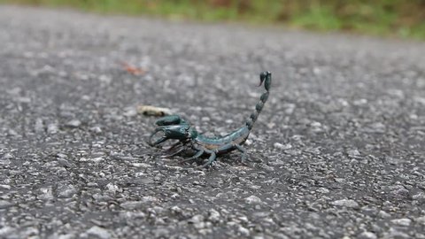 Scorpions Classified Invertebrates Arthropod Species Animals Stock