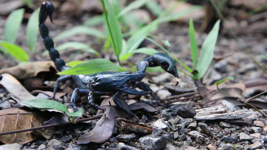 Scorpions Are Classified As Invertebrates Stock Footage Video 100