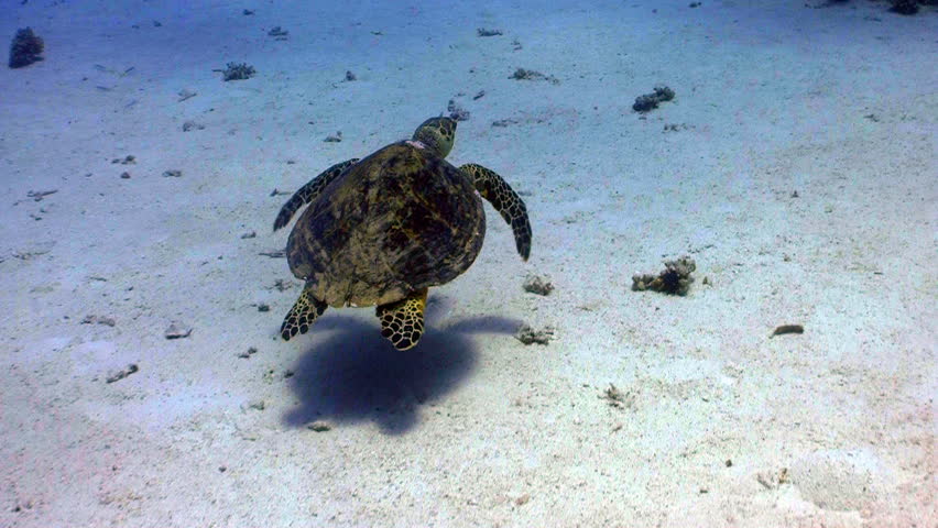 Turtle swimming in coral reef, Red sea