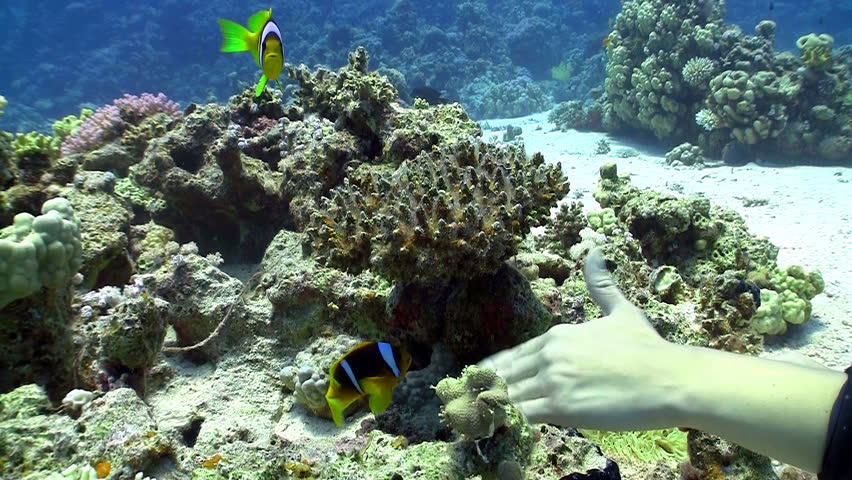 girl playing with clown fish. Red sea