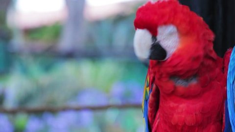 Scarlet Macaw cleaning its feathers with its beak