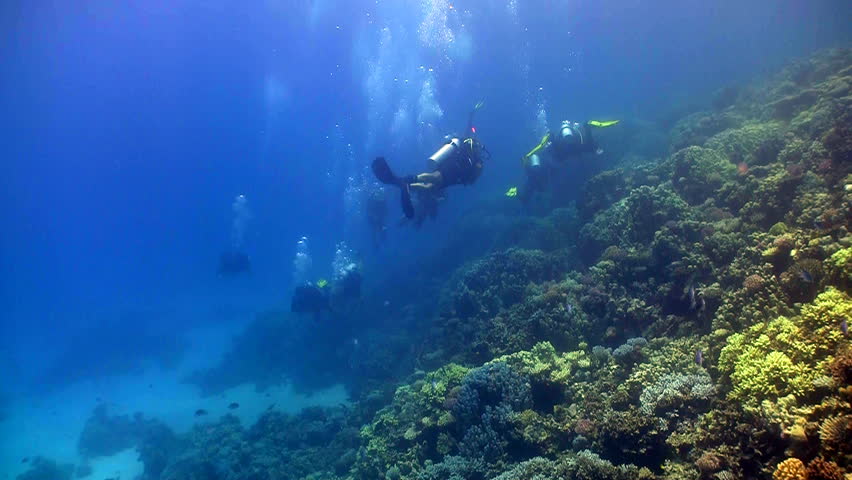 group of divers swims over coral reefs. Red Sea