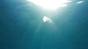 Underwater creature, jellyfish Pelagia Noctiluca swimming below the sea surface with sunlight, Caribbean, Central America, Panama