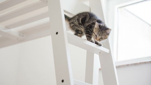 Kitten climbing down the ladder almost falling. Baby cat walking on tall wooden bed and trying to get down over the ladder almost falling down, catching up.