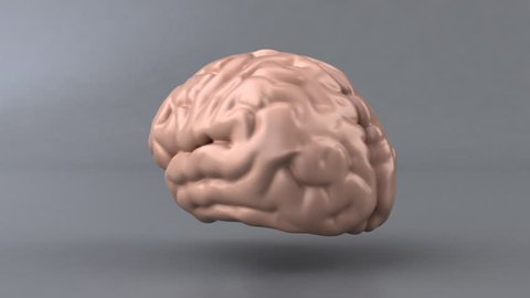 Realistic Human Brain Loopable Animation の動画素材 ロイヤリティフリー Shutterstock