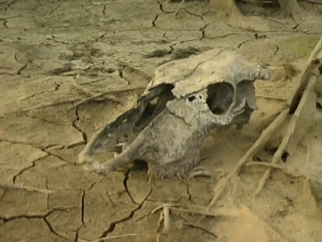 Animal skull on cracked dry mud