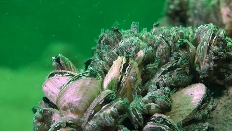 Zebra mussel (Dreissena polymorpha): clams push out its siphons to filter water, close-up, timelapse.
