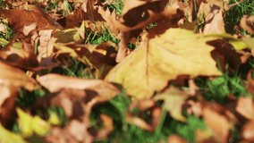 Cute little girl playing outside with autumn leaves. Shoot on Digital Cinema Camera in slow motion - ProRes 422 codec.