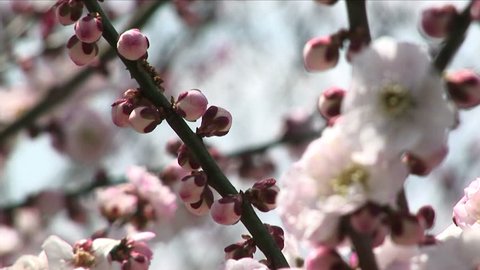 Japanese ume blossoms (Plum blossoms) in full boom