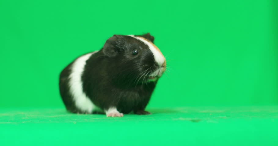 green guinea pig