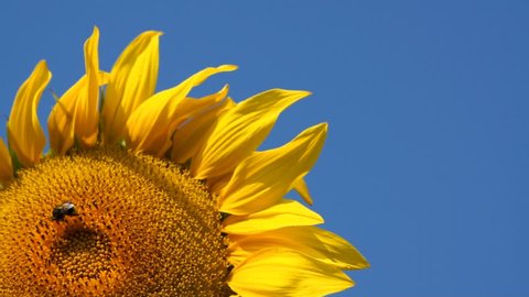 Sunflower, bumblebee and sky