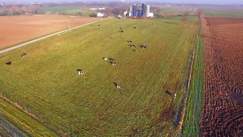 Herd of Cattle Grazing in Wisconsin Dairy Farm Pasture.
