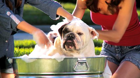 Family pet bulldog being bathed in the garden by young mom & her daughter