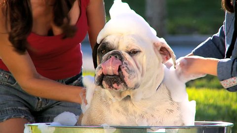Close-up of family pet bulldog being bathed in the garden by young mom & her daughter