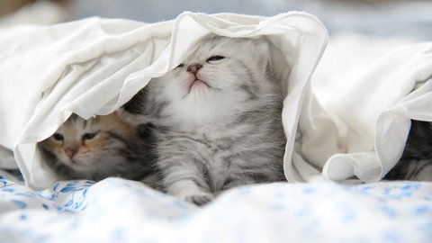 Cute tabby kittens playing under white blanket