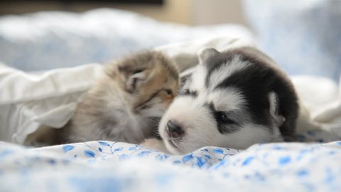 Cute tabby kitten and siberian husky playing on the bed