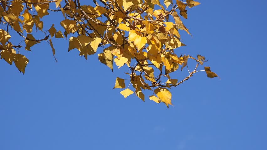 autumn shedding leaves poplar treetops beautiful Stock Footage Video ...