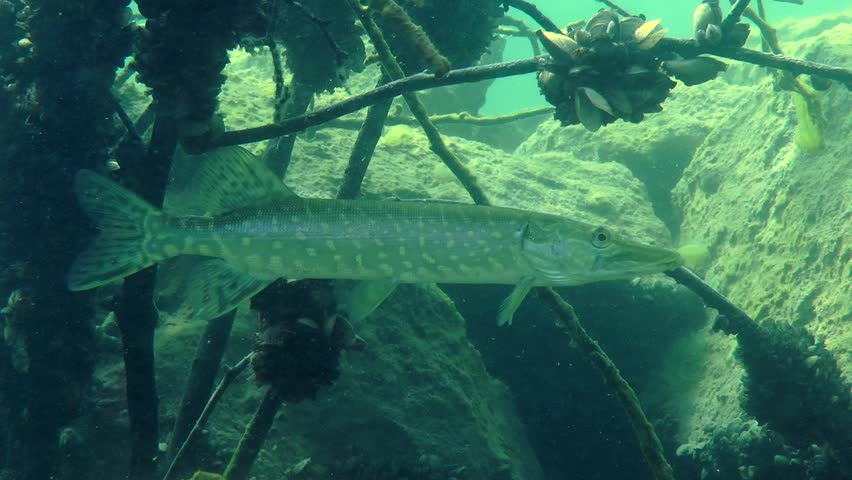 Northern pike (Esox lucius) standing on background the of flooded wood and stone, medium shot. Ukraine.
