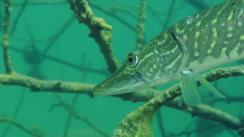 Northern pike (Esox lucius) slowly swim on a background of the flooded tree, close-up. Ukraine.
