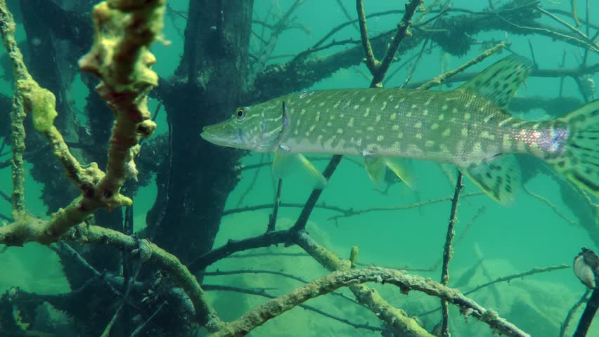 Northern pike (Esox lucius) hangs among the branches of the flooded tree, medium shot. Ukraine.
