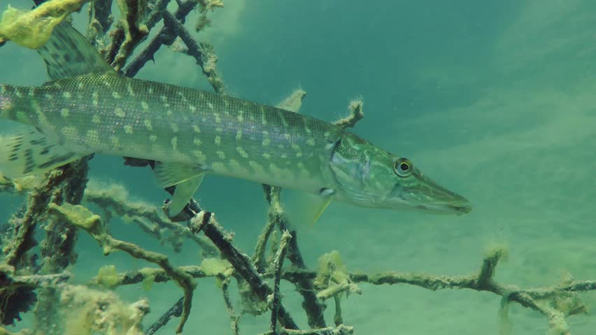 Northern pike (Esox lucius) is slowly changing position, close-up. Ukraine.
