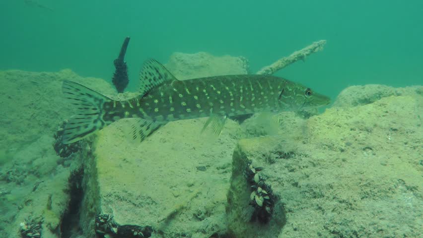 Northern pike (Esox lucius) swims to a new location, medium shot. Ukraine.
