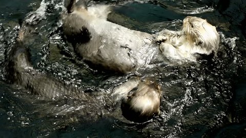 Couple of sea otters play in the water.