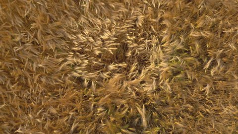 Aerial close up - Top down view of golden wheat gently swaying in breeze made by drone propellers