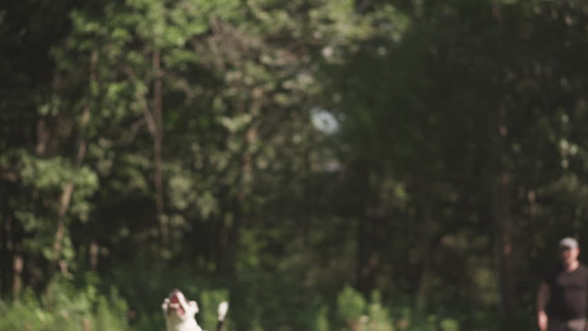 Dog Catches Frisbee in Slow Motion, Playing with Man in Park