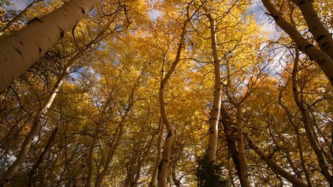 3 axis motion controlled time lapse footage with dolly up, tilt up, pan right & zoom in motion of golden aspens fall foliage low angles shot 